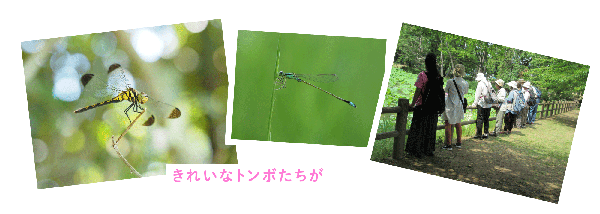 埼玉の自然と遊ぼう 夏編